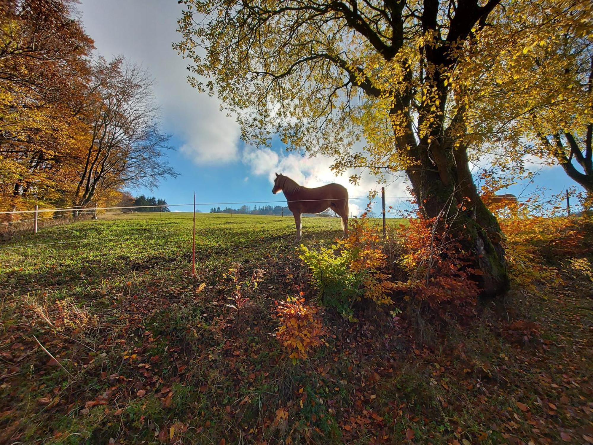 Panoramablick Willingen Schwalefeld公寓 外观 照片